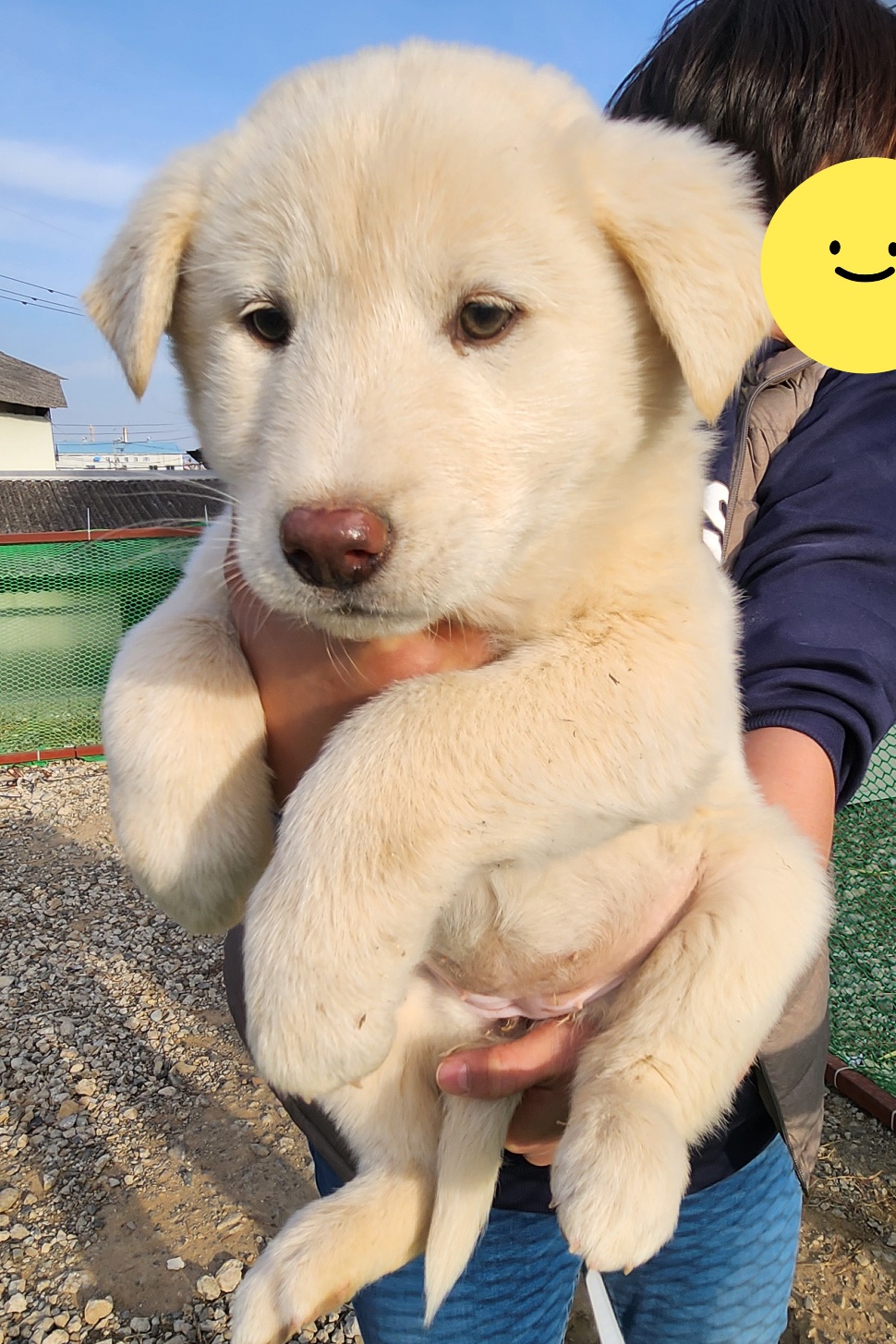 울산유기동물보호센터_431373202402072